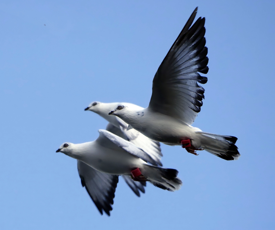 AviRings Highflyer Pigeon Ring I AviRings.com