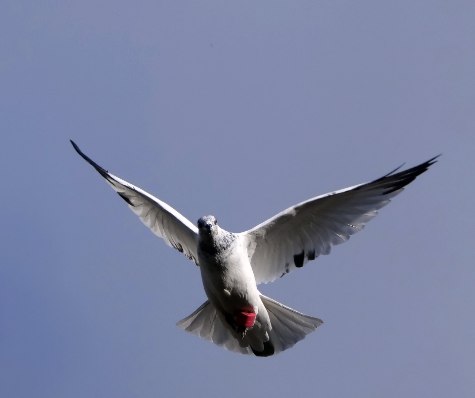 AviRings Highflyer Pigeon Ring I AviRings.com