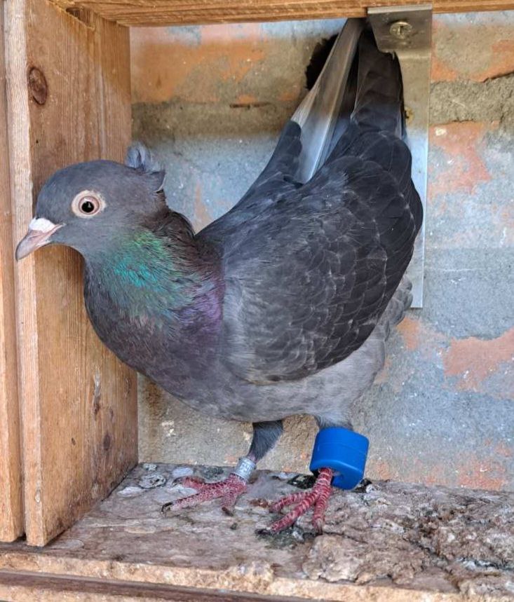 AviRings Highflyer Pigeon Ring I AviRings.com