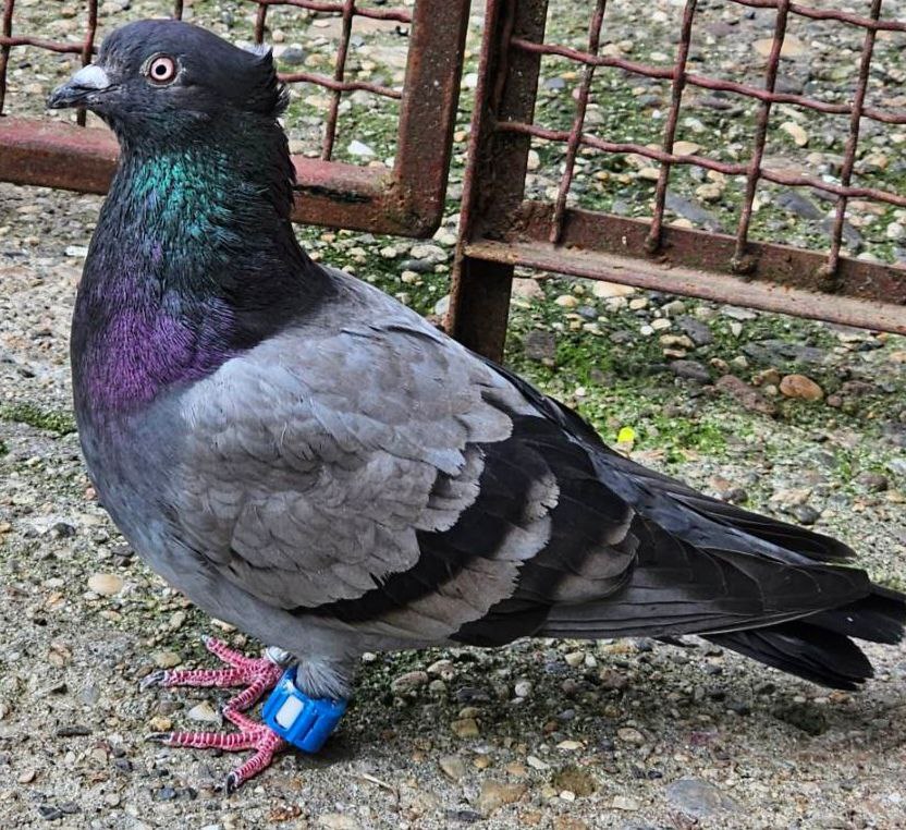 AviRings Highflyer Pigeon Ring I AviRings.com