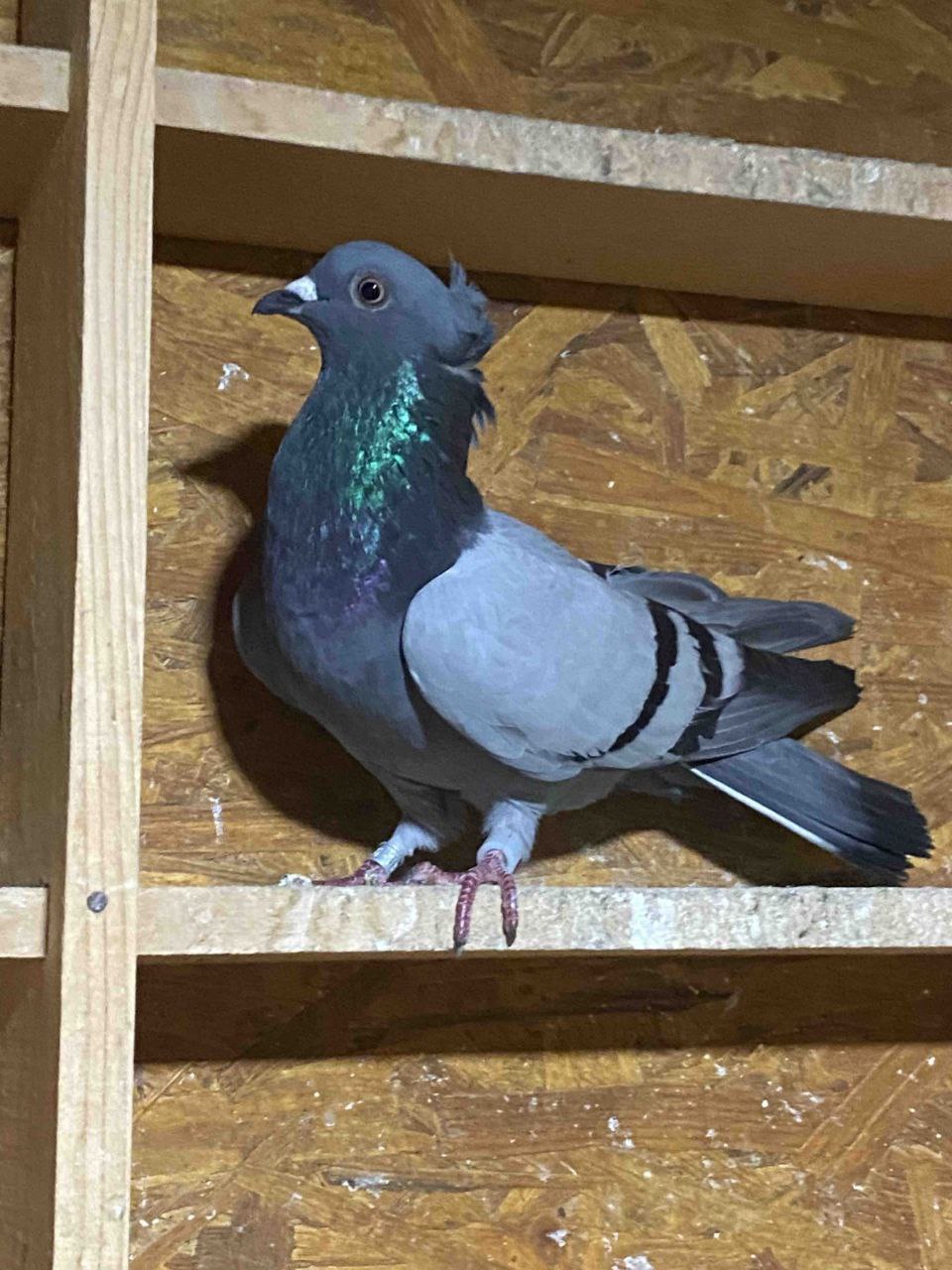 AviRings Highflyer Pigeon Ring I AviRings.com