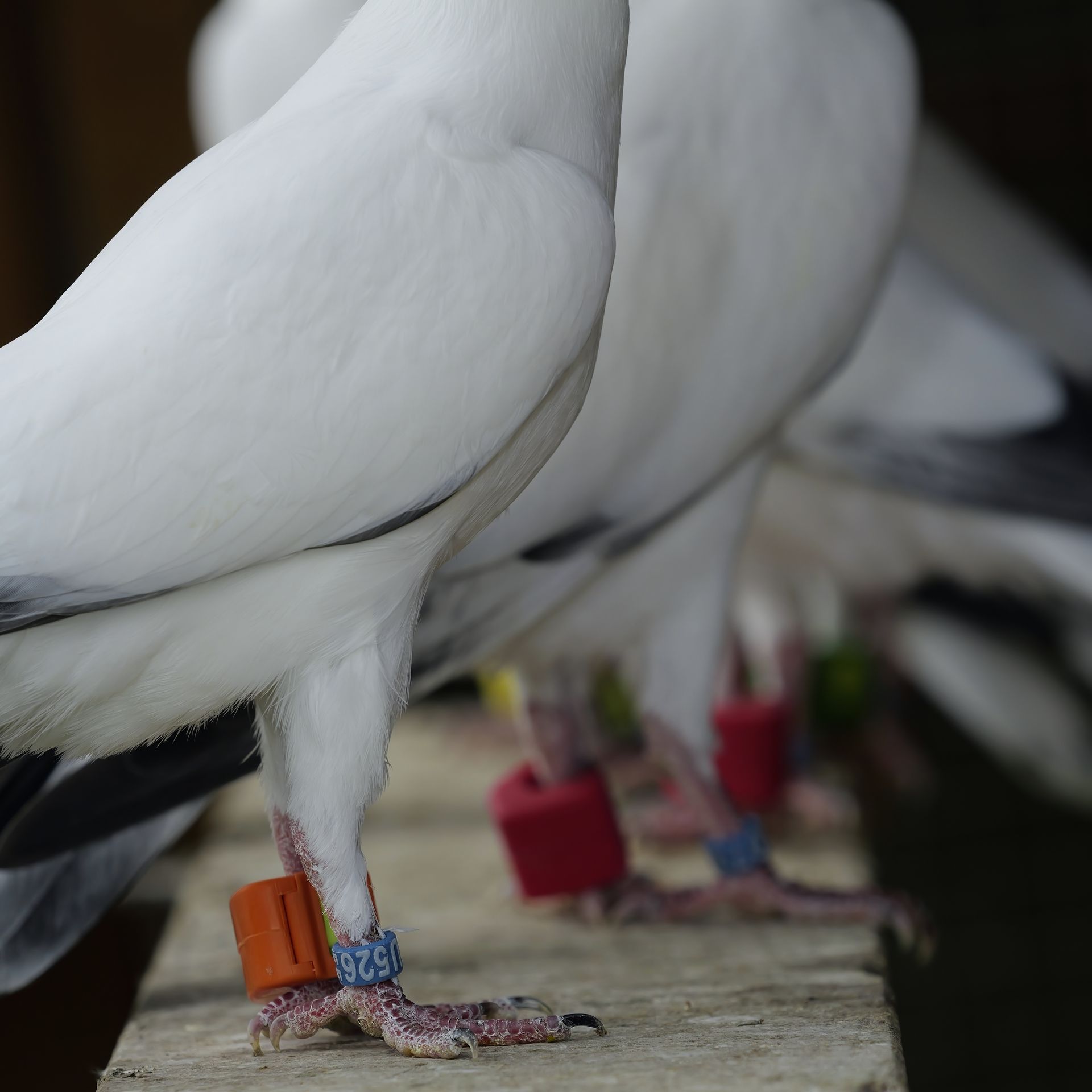 AviRings Highflyer Pigeon Ring I AviRings.com