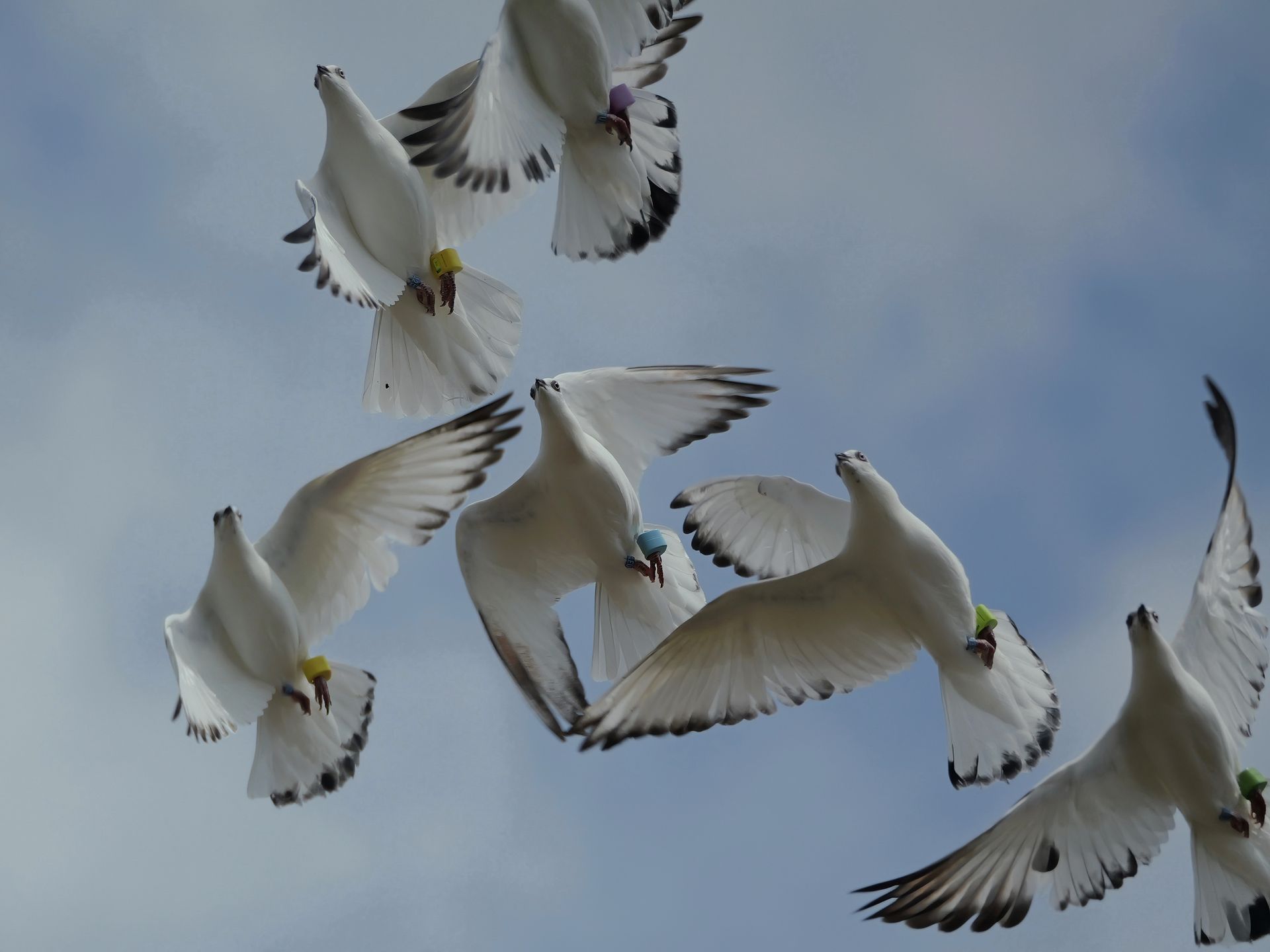 AviRings Highflyer Pigeon Ring I AviRings.com