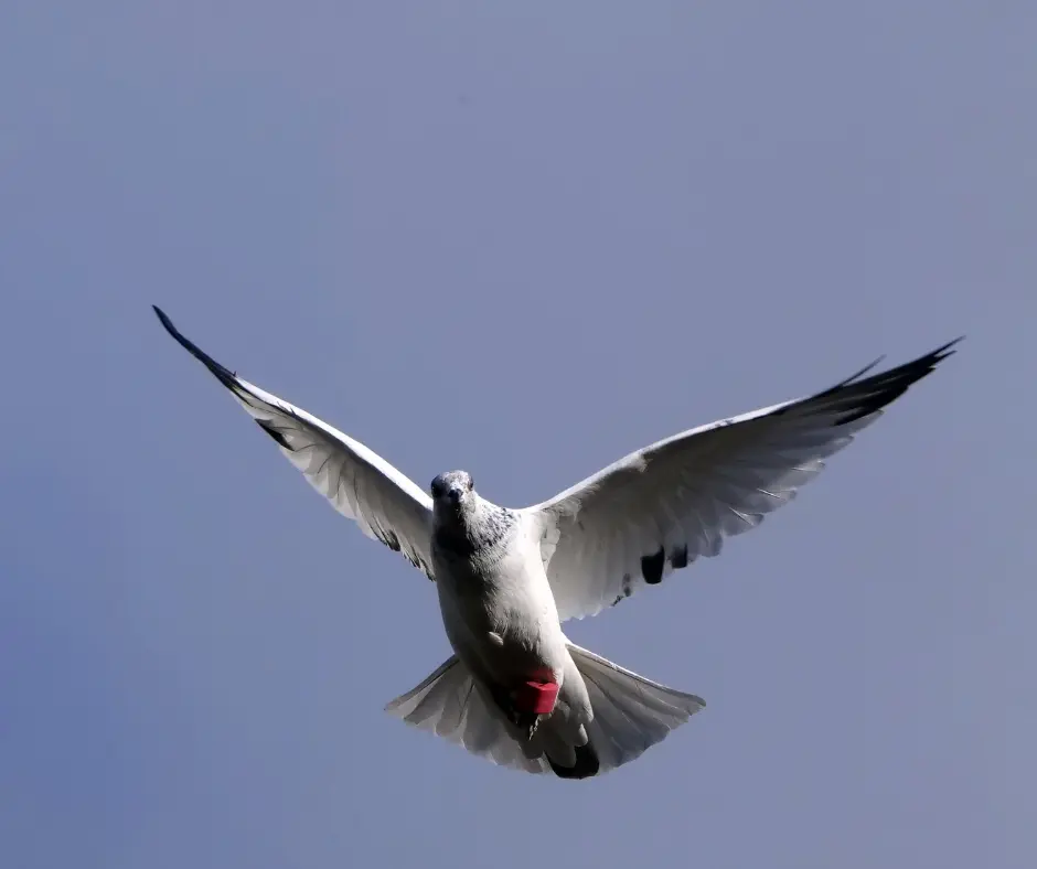 AviRings Highflyer Pigeon Ring I AviRings.com