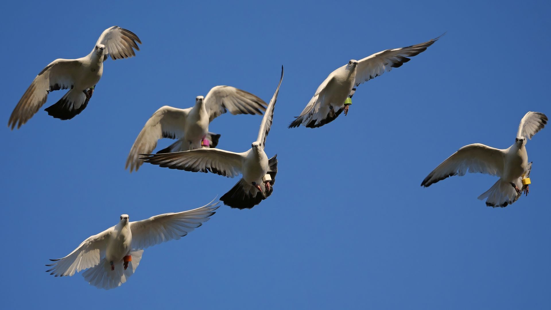 AviRings Highflyer Pigeon Ring I AviRings.com
