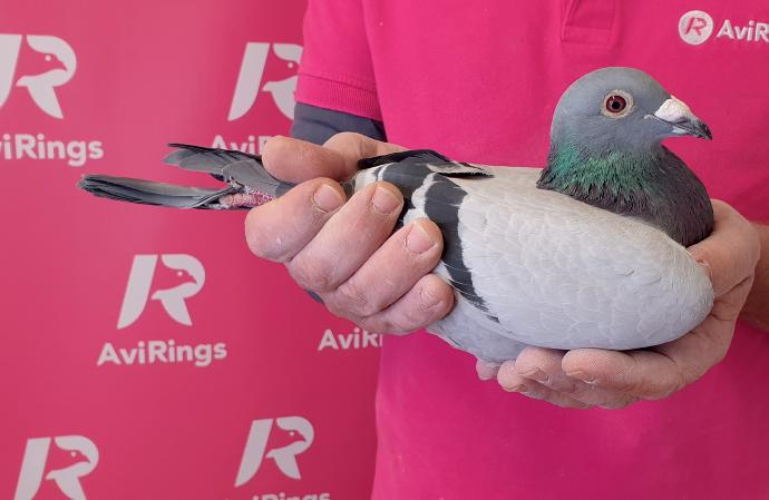 AviRings Pigeon Auction